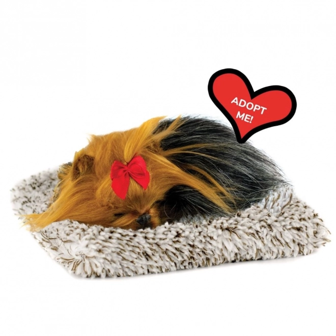 Perfektes Haustier kleiner Welpe York