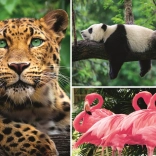 Puzzle Tiere – Collage 1000 Teile EKO