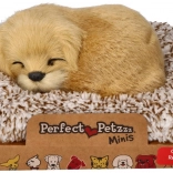 Bellender Golden Retriever auf seinem Körbchen