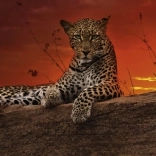 Panoramapuzzle Morgendämmerung in Kenia 2000 Teile