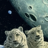 Puzzle Schneeleopardenhöhle 2000 Teile GRAFIKA