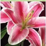 Diamantmalerei auf Karton – Lilie 21 × 29 cm