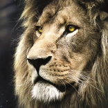 Puzzle mit 1500 Teilen – Löwenporträt