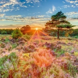 Puzzle Sonnenuntergang auf der Heide 1000 Teile