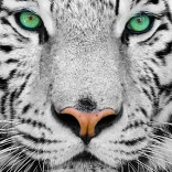 Enjoy Puzzle Weißer Sibirischer Tiger 1000 Teile