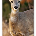 Wandkalender Waldtiere 2026