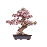 Holz-3D-Puzzle Bonsai Sakura
