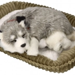 Atmender Alaskan-Husky-Welpe