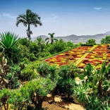 Puzzle 1000 Teile Botanischer Garten Madeira Portugal RAVENSBURGER