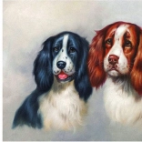 Diamantmalerei Flauschiges Duo 30 × 40 cm