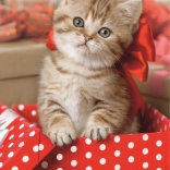 Puzzle TREFL niedliches Kätzchen 54 Teile