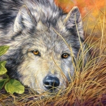 Puzzle Castorland Pure Soul 500 Teile