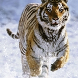 Ravensburger Puzzle Tiger im Winter 500 Teile