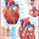 EUROGRAPHICS Puzzle menschliches Herz 1000 Teile